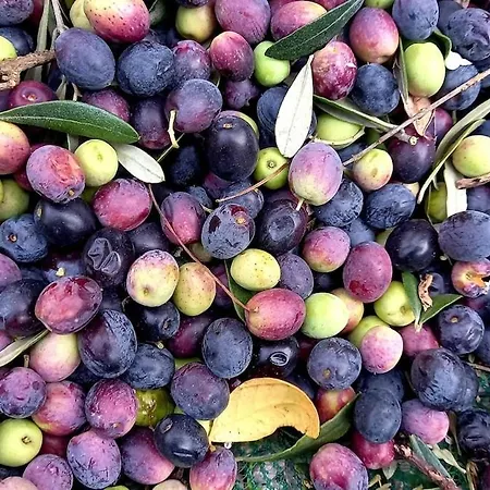 Casa Intera Con Giardino Mantignana