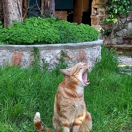 Сasa de vacaciones Casa Intera Con Giardino