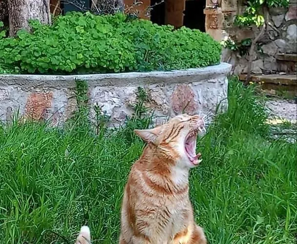 Сasa de vacaciones Casa Intera Con Giardino